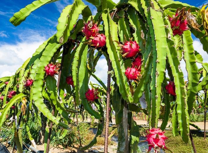 Guía de Fertilización para el Cultivo de Pitahaya