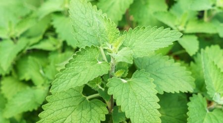 Sobre de Semilla de Menta Gatuna