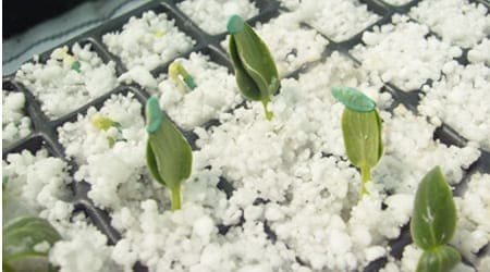 germinación en perlita mineral en charolas