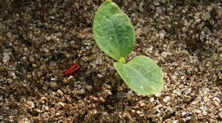 germinacion en sustrato vermiculita