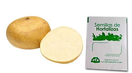 Gramo de Semilla de Jícama Var Agua Dulce