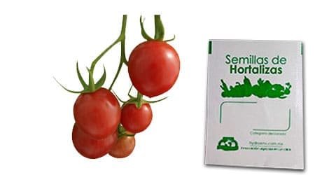 Gramo de Semilla de Jitomate Cherry Var Large Red Cherry