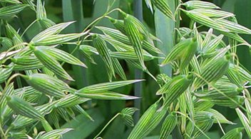Tonelada de Avena Forrajera Variedad Chihuahua