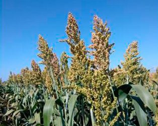 Tonelada de Sorgo Variedad Riqueza