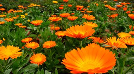 Calendula