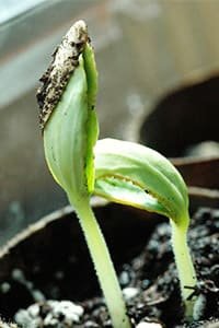 Germinacion de Melon