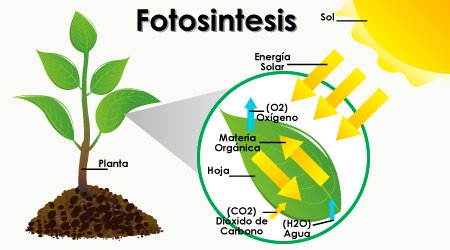 Fotosíntesis