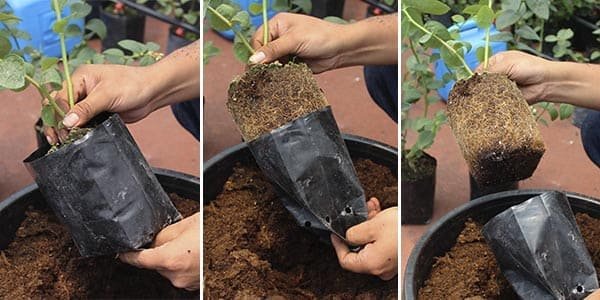 retirando bolsa de planta mostando cepellon