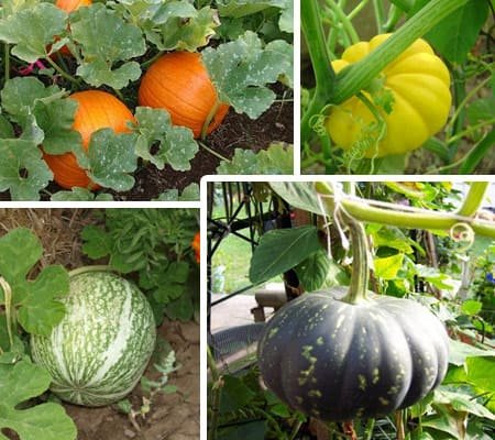 Cultivo de Calabaza