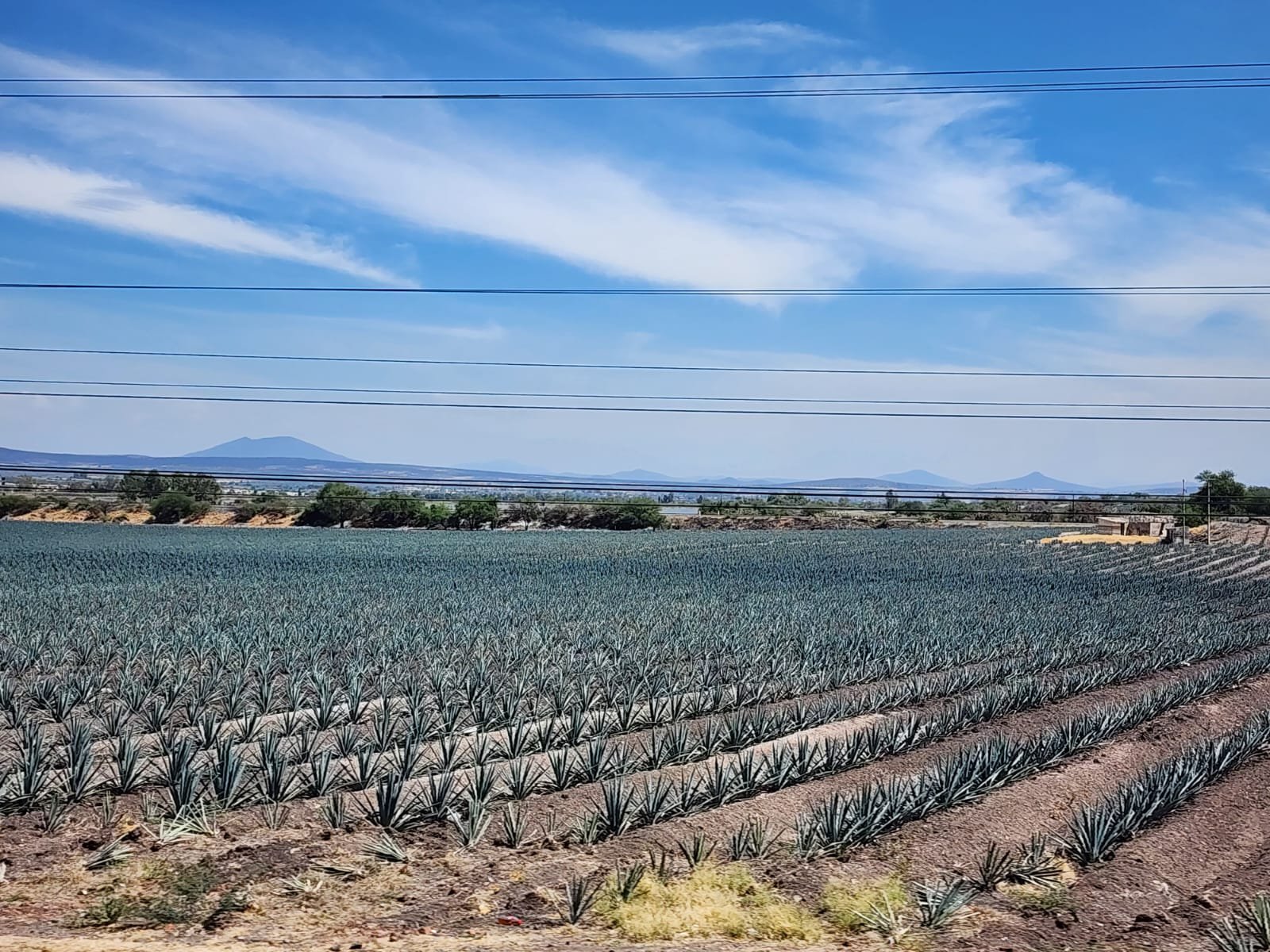 Densidad de siembra agave azul