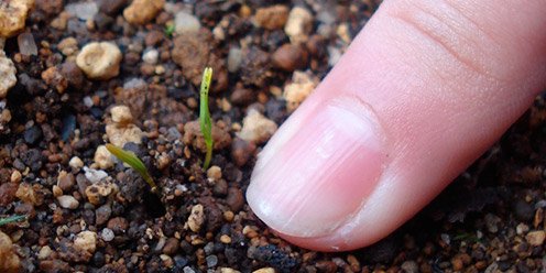 Espinaca Germinación