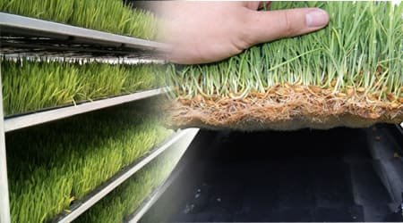 Guía: ¿Qué es el Forraje Verde Hidropónico?