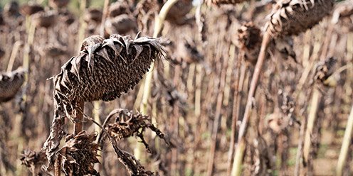 ¿Cómo afecta el calor a tus cultivos?