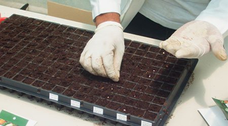 Guía: Tipos de siembra en la hidroponía